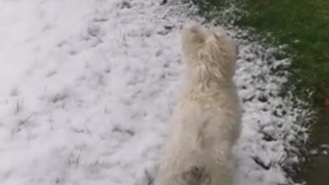 Adorable puppy sees snow for the very first time