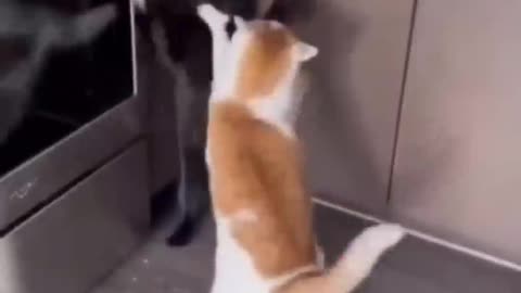 Funny Emotional Cute Cats, Shorts & Clips, Cat playing with Dog