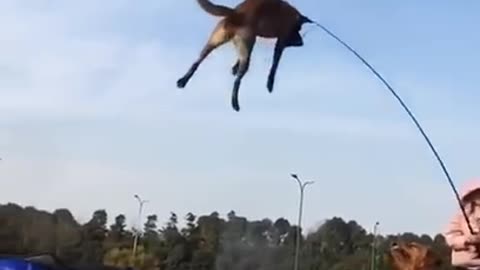 Jumping dog op