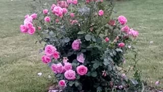 Beaitiful bush of a rose.