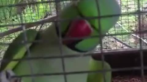 Parrot speaking hebrew