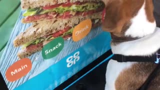 This Dog Just Wants a Sandwich