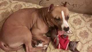 Doggo Plays with Sphynx Friend