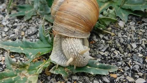 Snail gently eats the twig leaf