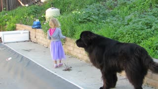 Vigilant Dog Protects His Young Human Near The Pool