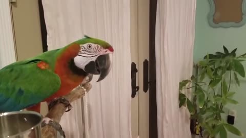 The parrot tears the leaves in a strange way