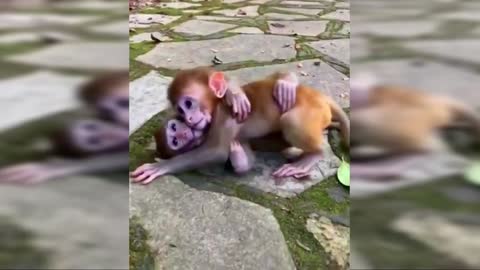 wow cut baby monkey playing...love animals