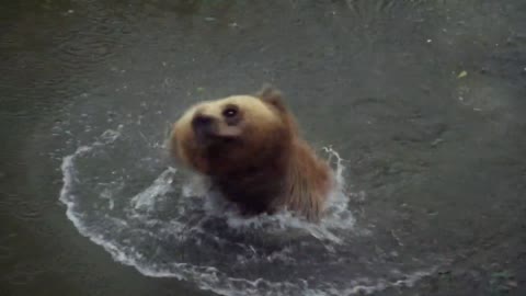 GREAT SWIMMER IN THE WILD, GRIZZLY BEAR | Explore wild