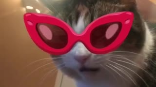 Music video of a cat alongside different graphics