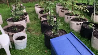 Pure Michigan derek hunter podcast marijuana grow July 7, 2021