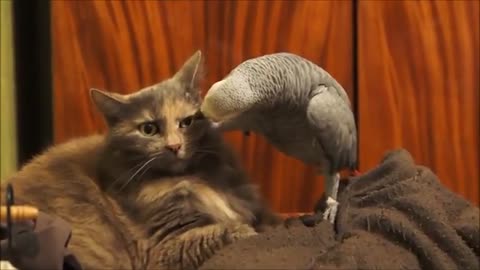 looking funny cat with parot