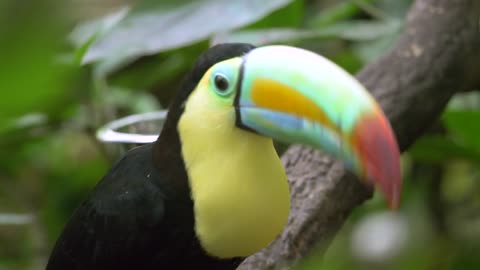 Toucan beautiful bird video