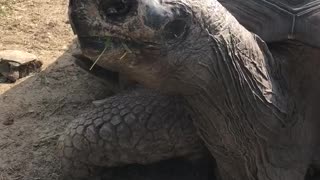 Giant turtle yawning