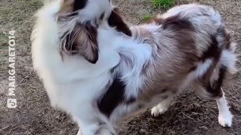 Poor Dog couldn't howl