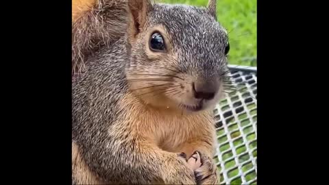 Funny Squirrel Video