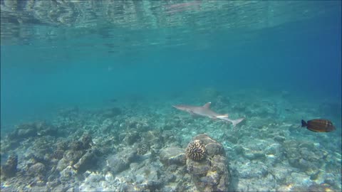 Maldives Short Snorkeling video Part 25