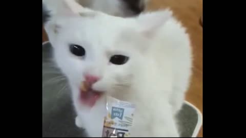 Cat biting tongue