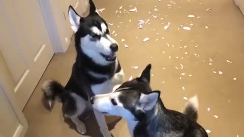 Huskies arguing over who made the mess