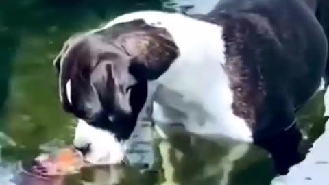 Puppy talking to fish.