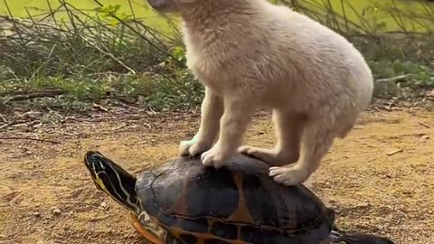 Turtle Express: Dog's Slow Adventure