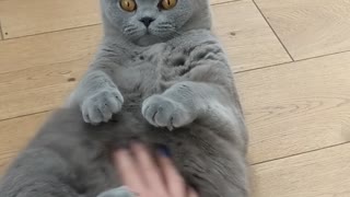 Ralph's Mind Is Blown By A Belly Rub