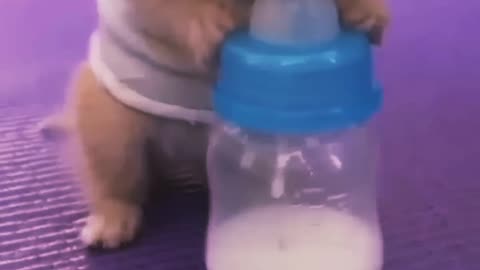 Cute and adorable cat drinking milk...