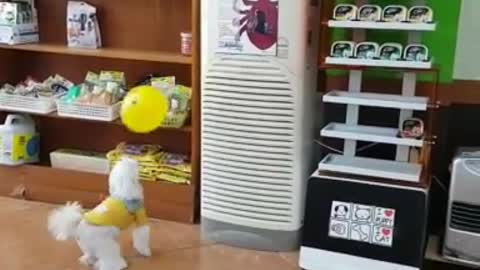 Cute puppy playing with balloons.