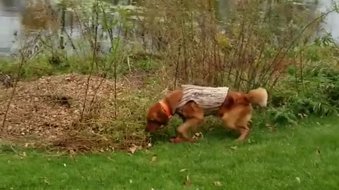 Brown dog explores pond bank to find red toy and then stops and pees on toy