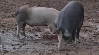 Two Pigs searching For Worms In Dirty Grass