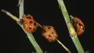 Time Lapse of Ladybug - Animal Eduacation - Life Cycle 8