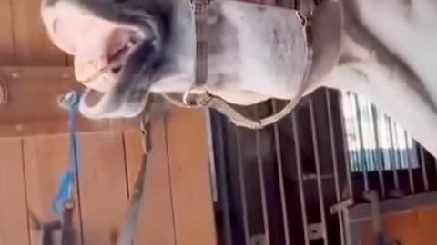 Funny animals video 🤣🤣🤣