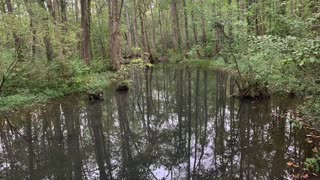 Ebenezer Swamp Ecological Preserve University of Montevallo