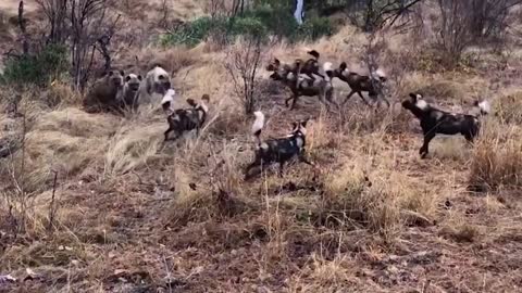 Vijender Kamboj Discovery Animal planet Voice Over Fight of Wild Dogs and Hyna Baritone male voice