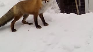 Fox cheat