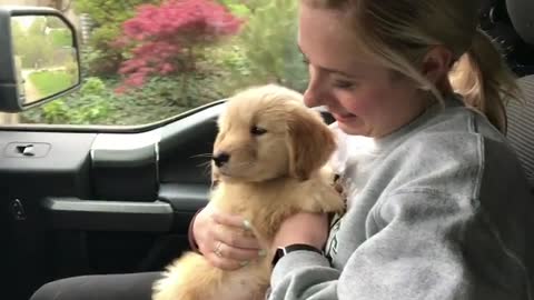 Golden Retriever's First Ever Car Ride