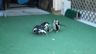 Penguins love laser pointers!