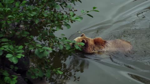 Beautiful brown bear in nature