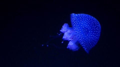 Blue Sparkling Jelly Fish