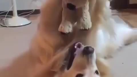 Mother love baby funny dog