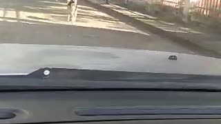 Monkey Gets a Ride from Dog Friend