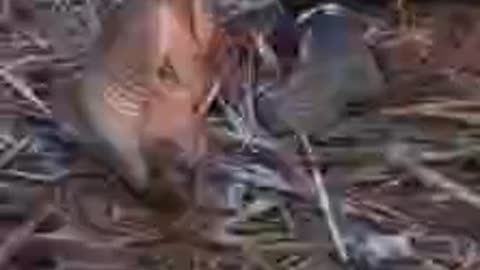 armadillo drinking water from the bottle
