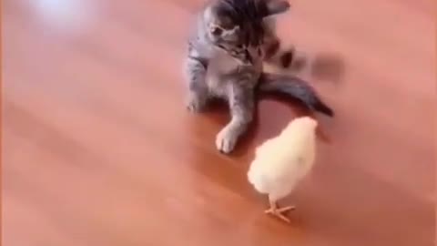 The little cat manipulated the little chicken