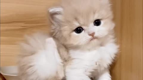 Cute Cat