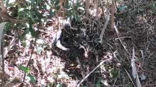Angry diamondback rattle snake
