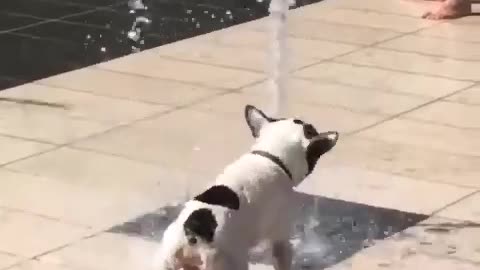 Jumping dog bathing in a park trick shots