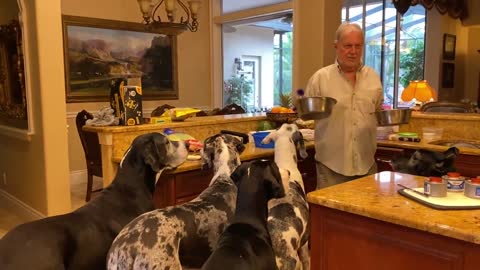 Five Great Danes line up for appetizers before dinner