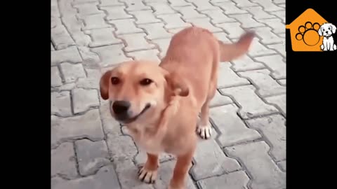 Dog with a big smile