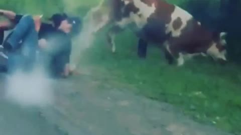 Drunk People On Moped Hit A Cow