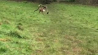 Doggy Collects All the Big Sticks