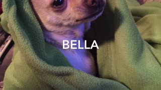 Bella vs phone